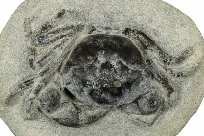 Eocene Fossil Crab (Pulalius) - Washington State #345510
